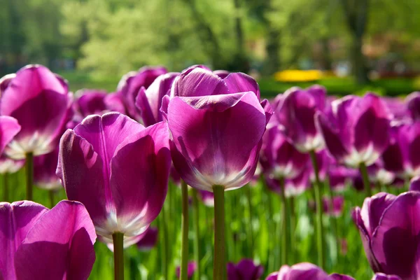 Purple Dutch tulip Tulipa — Stock Photo, Image