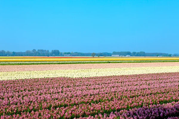 Holländisches Glühbirnenfeld — Stockfoto