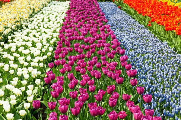 Голландское луковичное поле с цветными тюльпанами — стоковое фото