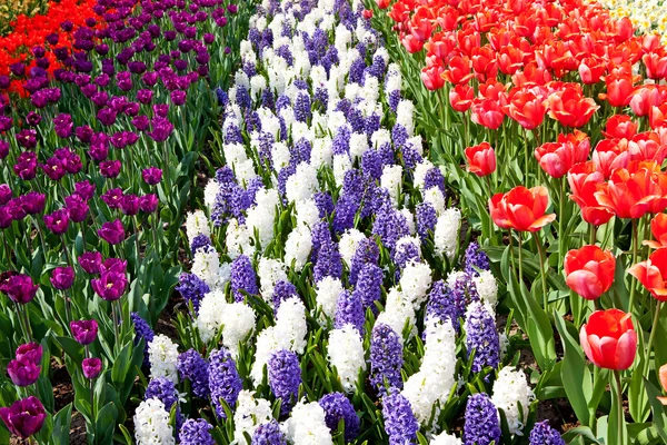 Dutch bulb field with colorful tulips and Hyacinth flowers — Stock Photo, Image