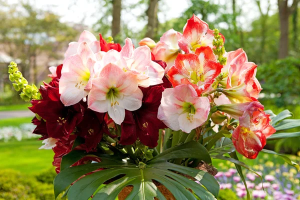 Hermosas flores Amaryllis Amaryllidaceae — Foto de Stock