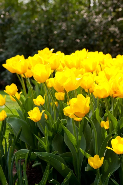 Yellow Dutch tulip "Tulipa" flower in closeup — Stock Photo, Image
