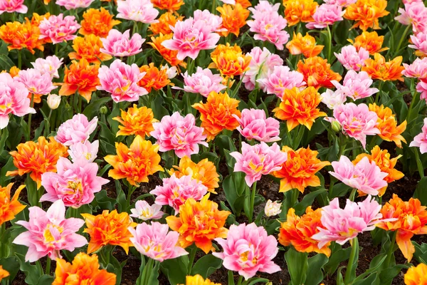 Wallpaper with colorful Dutch tulips — Stock Photo, Image