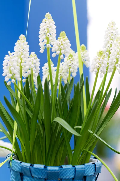 Fehér Muscari botryoides, closeup — Stock Fotó