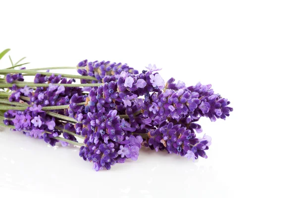 Bunch of picked lavende — Stock Photo, Image