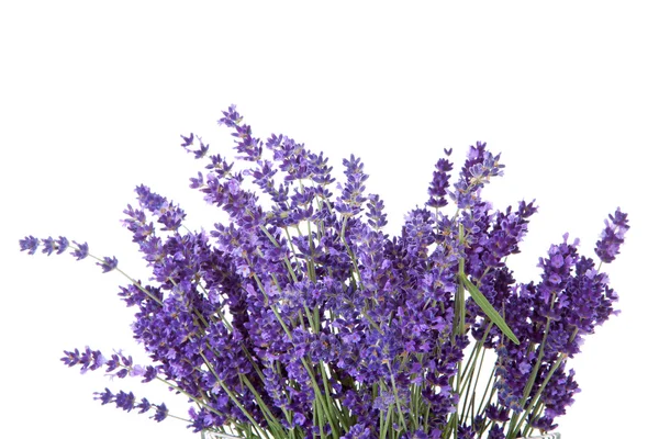 Strauß gepflückter Lavendel — Stockfoto