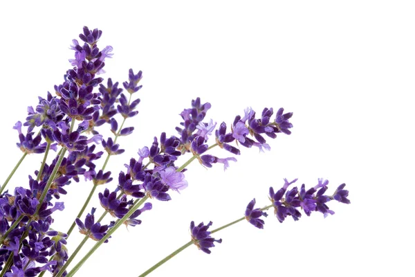 Lavendel blomma i närbild — Stockfoto