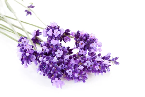 Lavender flower in closeup — Stock Photo, Image