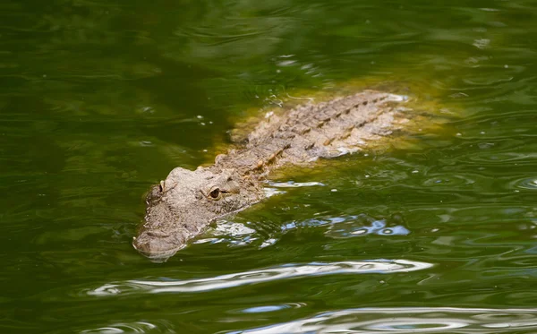 Крокодил плавает в зеленой воде — стоковое фото