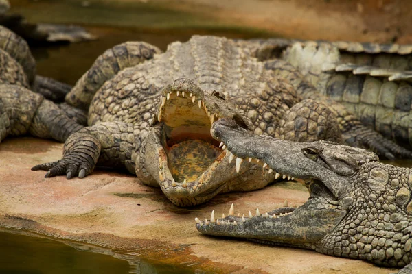 Crocodiles are cooling down with mouth open — Stock Photo, Image