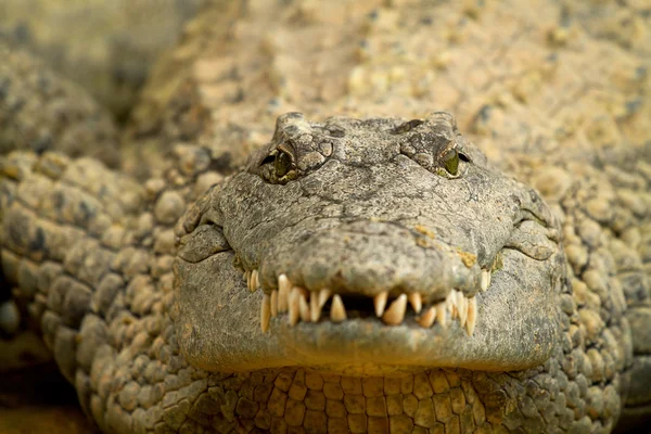 Head of crocodile in closeup — Stock Photo, Image