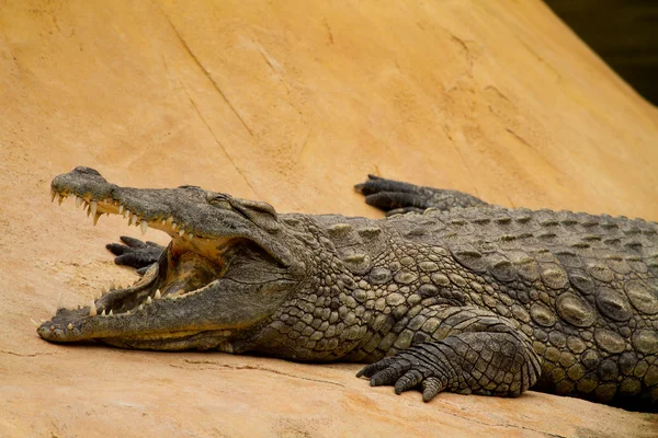 O crocodilo está a arrefecer com a boca aberta — Fotografia de Stock
