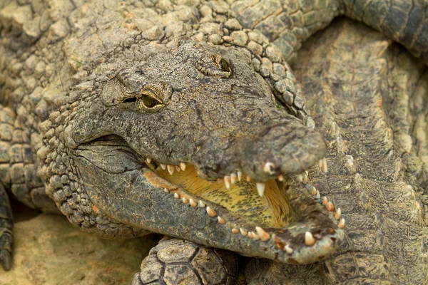 Cabeça de crocodilo em close-up — Fotografia de Stock