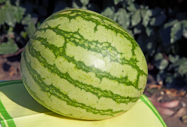 外での新鮮な水メロン — ストック写真