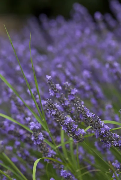 Nahaufnahme von Lavendelblüten — Stockfoto