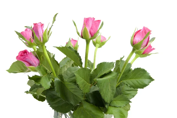 Bouquet of pink roses — Stock Photo, Image