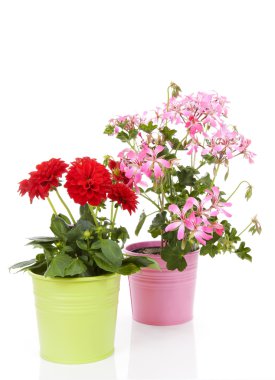 tencerede Dahlia ve Sardunya çiçekleri