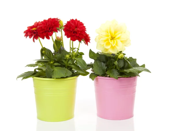 Red and yellow Dahlia flowers in pot — Stock Photo, Image