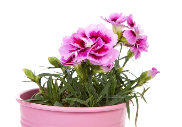 Roze carnation bloemen in close-up — Stockfoto