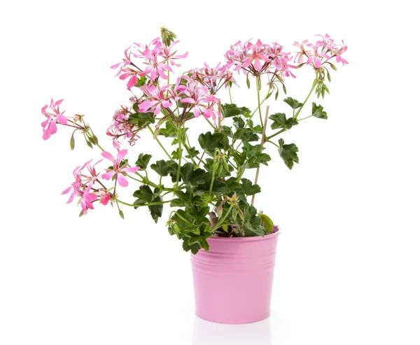 Flor de gerânio rosa em vaso — Fotografia de Stock