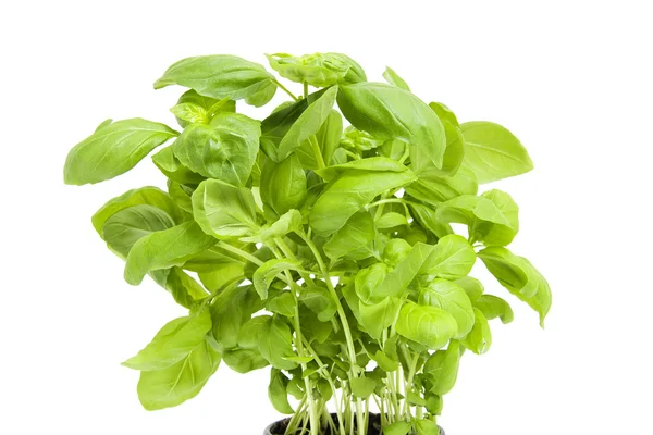 Plant van verse basilicum — Stockfoto