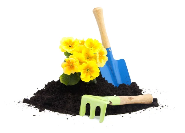 Stapel van zwarte tuingrond met primula bloem en tools — Stockfoto