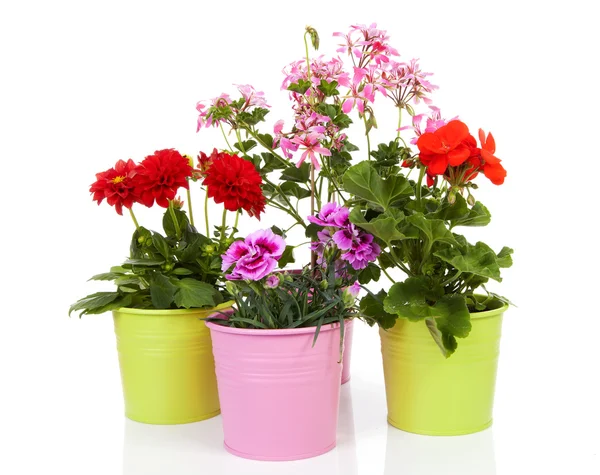 Renkli tencerede farklı çiçekler — Stok fotoğraf