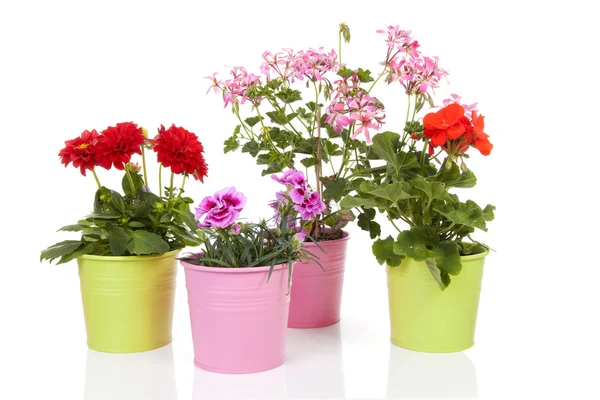 Diversi fiori in vaso colorato — Foto Stock