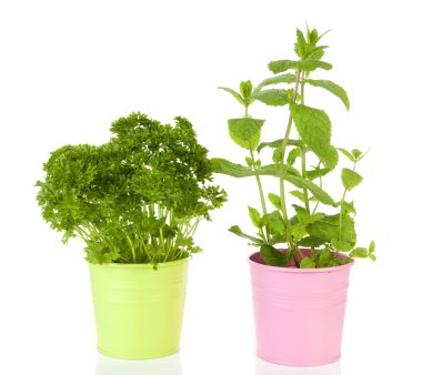 pembe tencerede taze nane ve maydanoz bitki