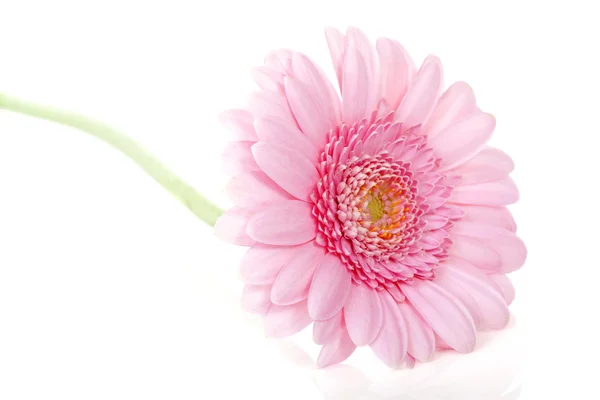 Rosa gerbera blomma i närbild — Stockfoto