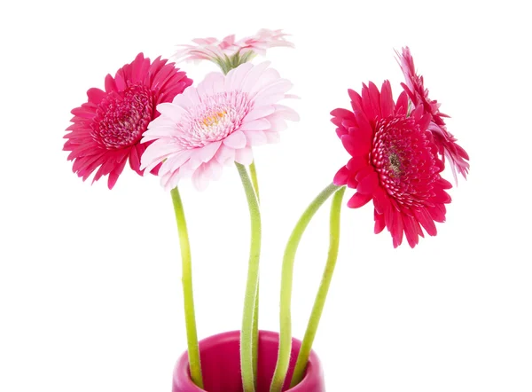 Flores cor de rosa Gerbera em close-up — Fotografia de Stock