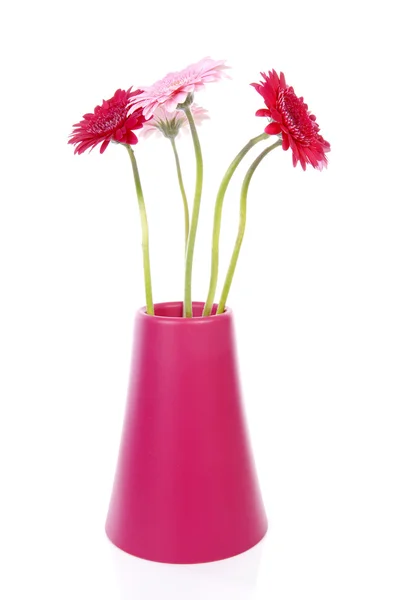 Gerberas en florero rosa — Foto de Stock