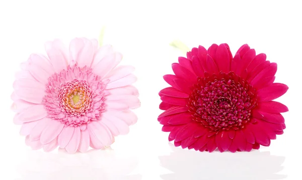 Dvě růžová gerbera květiny v detailním — Stock fotografie