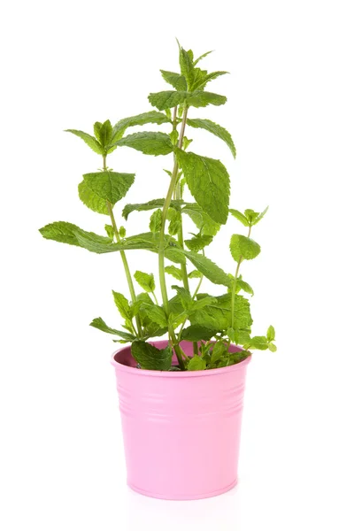 Fresh mint plant in pink pot — Stock Photo, Image