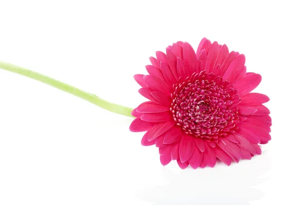 Rosa Gerbera flor en primer plano —  Fotos de Stock