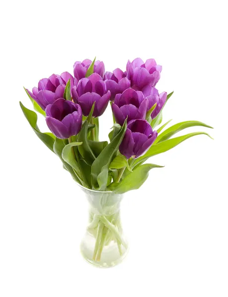 Purple Dutch tulips in vase over white background — Stock Photo, Image