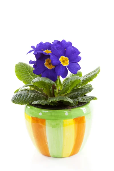 紫色的报春花花在孤立的白色背景上的罐子里 — 图库照片
