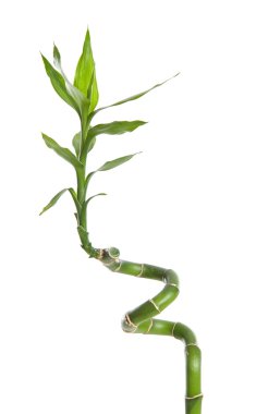 bir dal kıvırcık bambu