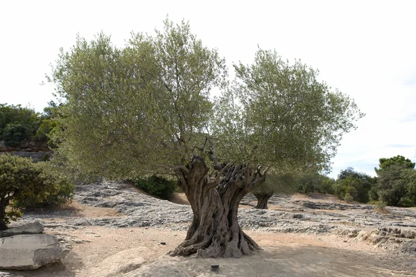 오래 된 올리브 나무 바위 환경 — 스톡 사진