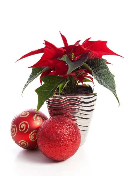 Speciale kerst plant poinsettia — Stockfoto