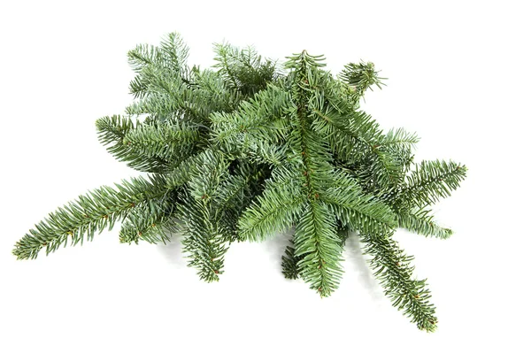 Bare green plucked christmas twigs over white background — Stock Photo, Image