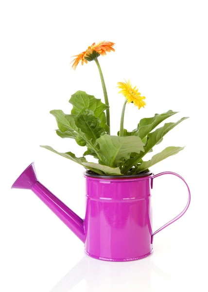 Pink watering can with Gerber flowers over white background — Stock Photo, Image