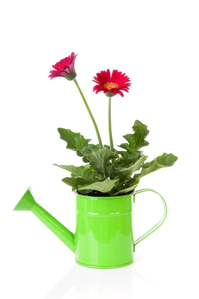 Green watering can with Gerber flowers over white background — Stock Photo, Image