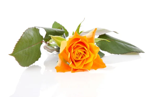 Eine orangefarbene Rose auf weißem Hintergrund — Stockfoto