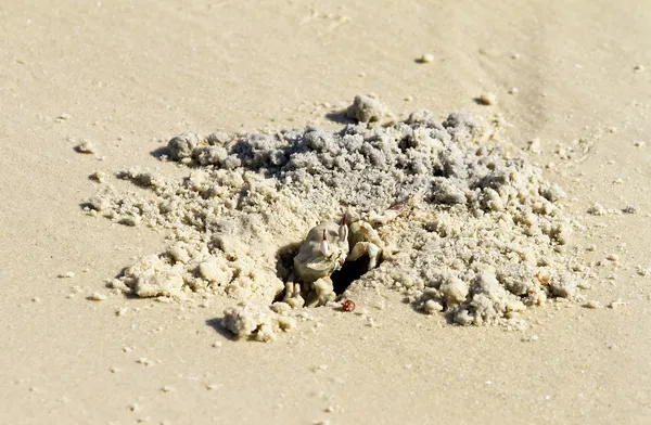 Krab is graven op het strand — Stockfoto