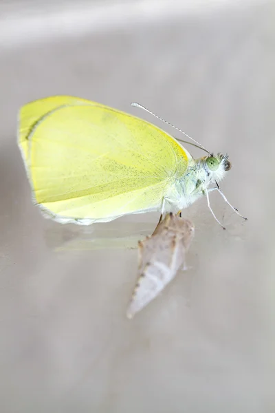 Farfalla di cavolo (Pieris brassicae) uscito dal bozzolo — Foto Stock