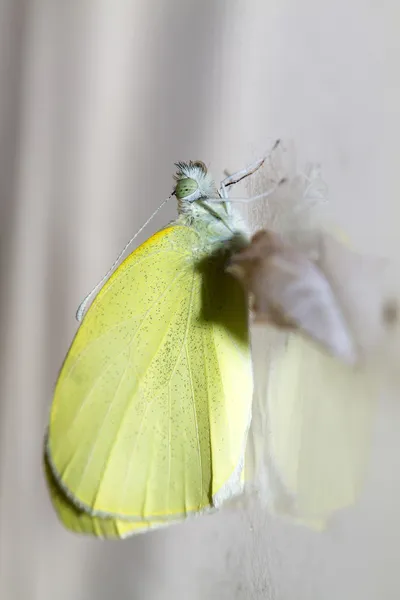 Farfalla di cavolo (Pieris brassicae) uscito dal bozzolo — Foto Stock