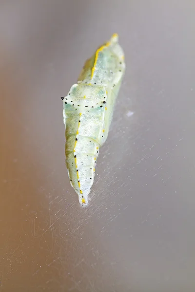 Кокон капустной бабочки (Pieris brassicae ) — стоковое фото