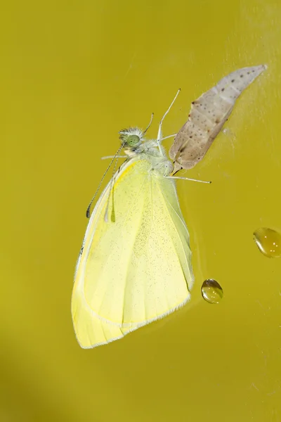 Farfalla di cavolo (Pieris brassicae) uscito dal bozzolo — Foto Stock