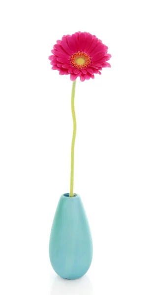 Un fiore Gerber in vaso colorato — Foto Stock